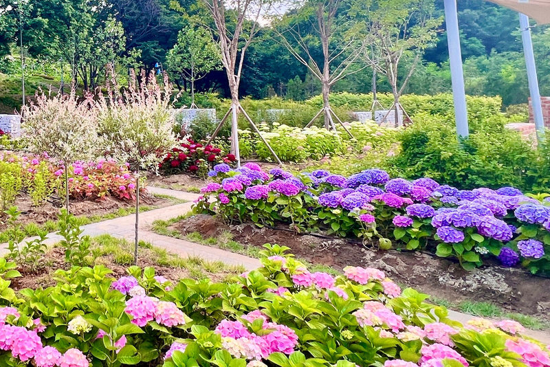보라·분홍 수국 화단 사이로 난 산책길과 그 뒤의 나무